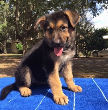 Black And Tan German Shepherd Puppy