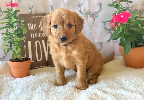 Multi Gen Golden Doodles