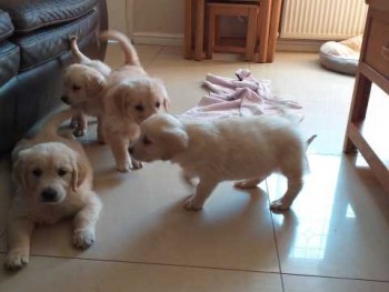 Stunning Goldern Retriever Puppies