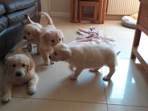 Stunning Goldern Retriever Puppies