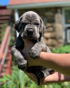 Great Dane Pups Kc Reg Licensed Breeder 