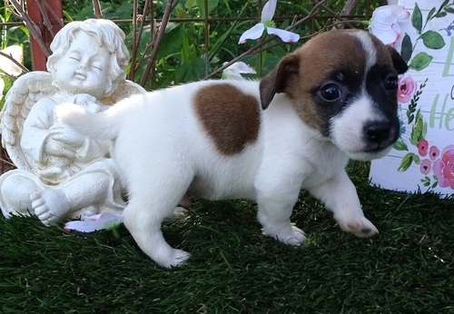 Good Quality Jack Russell Bitch Pup