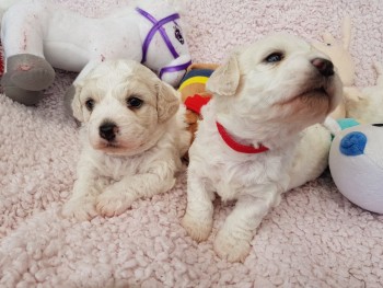 Beautiful Boy Bichon Frise Puppy