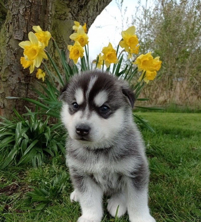 3 Siberian Husky Puppies