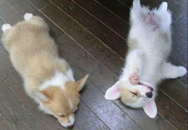 Pembrokeshire Corgi Pups