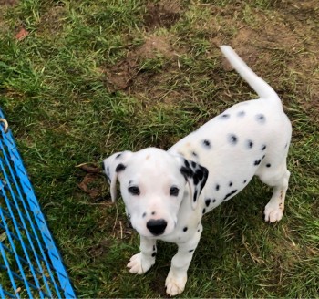 Beautiful Dalmatian Puppies