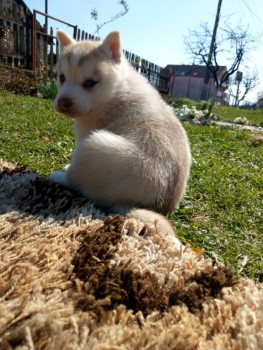 Siberian Husky Puppies For Sale