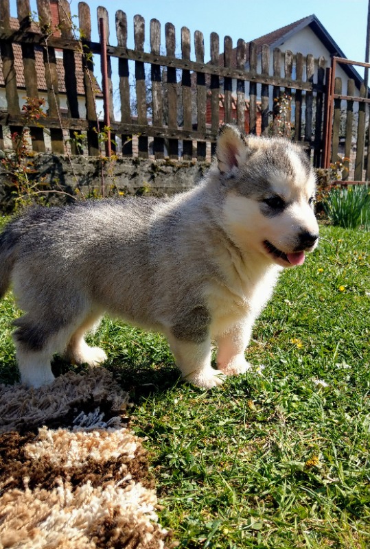 Siberian Husky Puppies For Sale