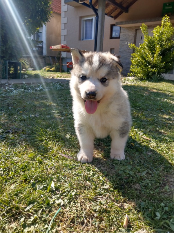 Siberian Husky Puppies For Sale