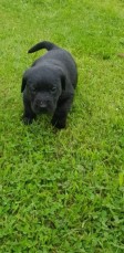 Labrador Retriever pups