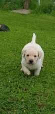 Labrador Retriever pups