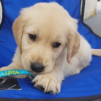 Golden Retriever puppies