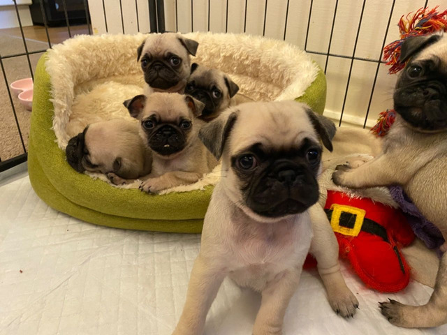 pug puppies