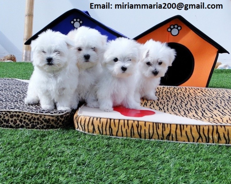 Maltese Two Girls And One Boy For Sale