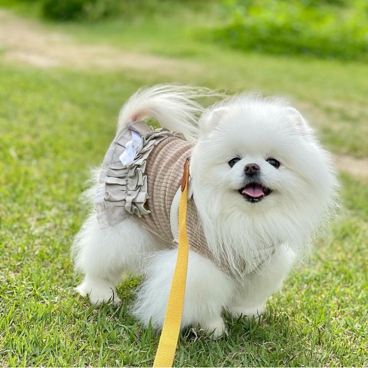 Lovely little girl Pomeranian pup 