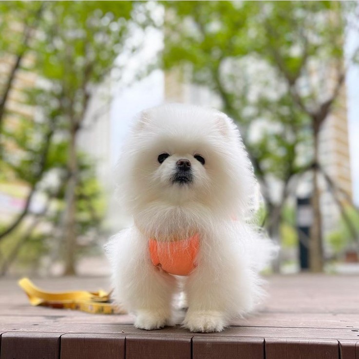 Lovely little girl Pomeranian pup 