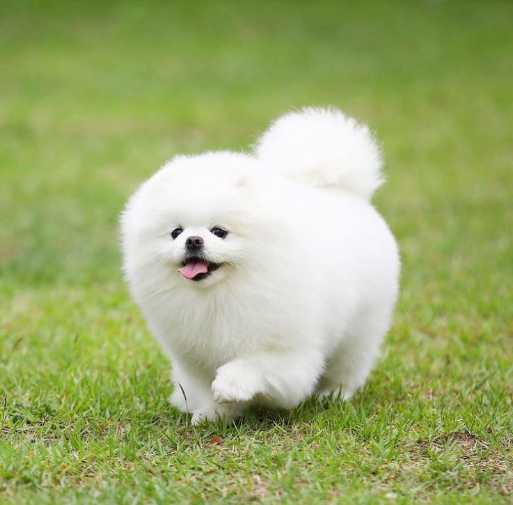 Lovely little girl Pomeranian pup 