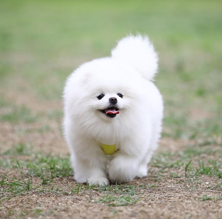 Lovely little girl Pomeranian pup 