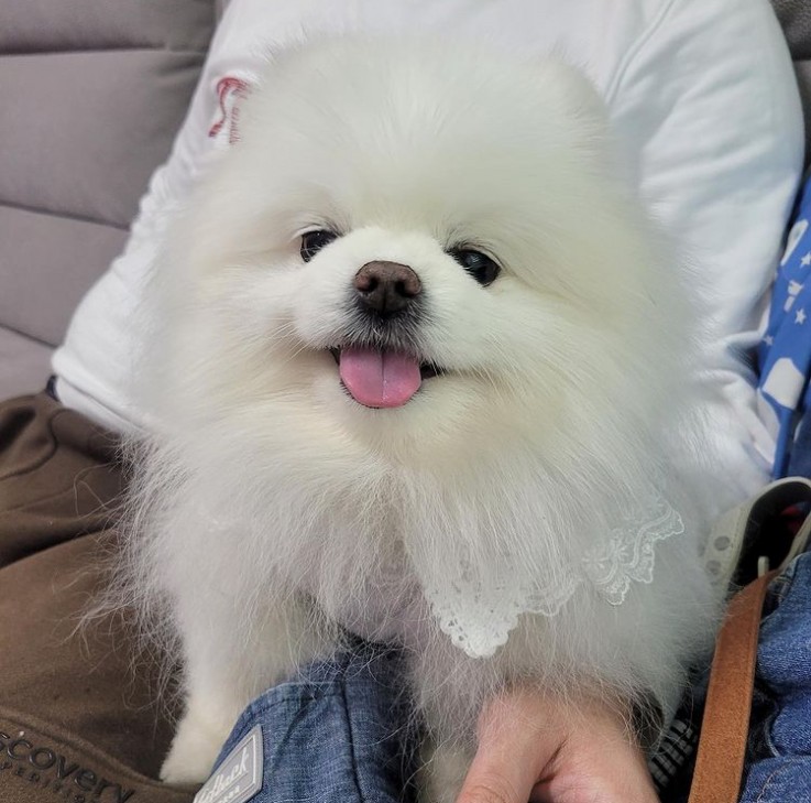 Lovely little girl Pomeranian pup 