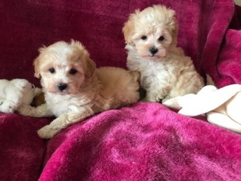 Maltipoo 2 Girl 1 Boy Available