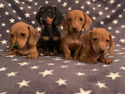 Trueley Oustanding Minature Dacshund Pup