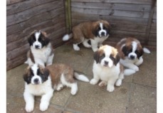 Smooth & Rough Coated Saint Bernard Pupp