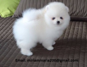 Outstanding Pomeranian Puppies