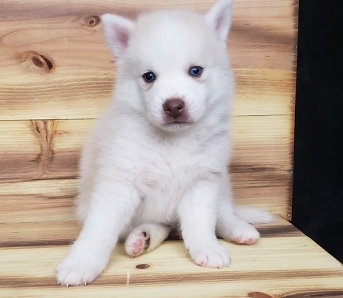 Home Reared Rare Blue Eyed Pomsky Puppy