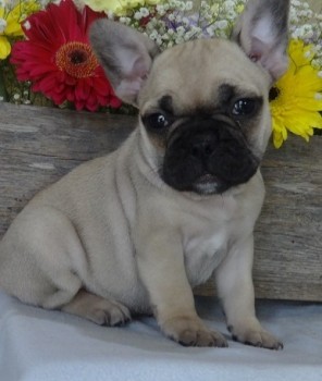 5 Beautifull Pug Puppies Kc Reg