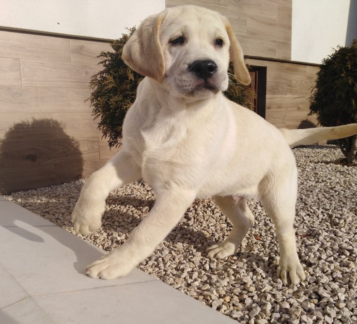 Labrador puppy