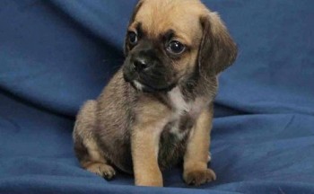 Beautiful Puggle Puppies