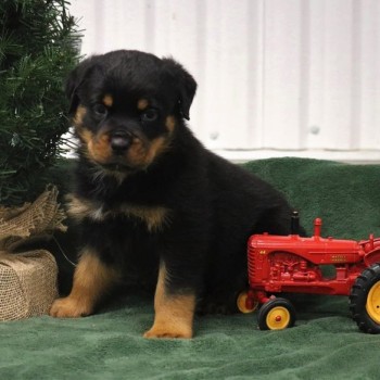 Stunning Rottweiler Puppies Ready Now