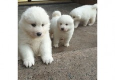 Beautiful Samoyed Puppies for sale