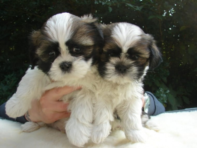   Beautiful Shih Tzu Puppies  We are del