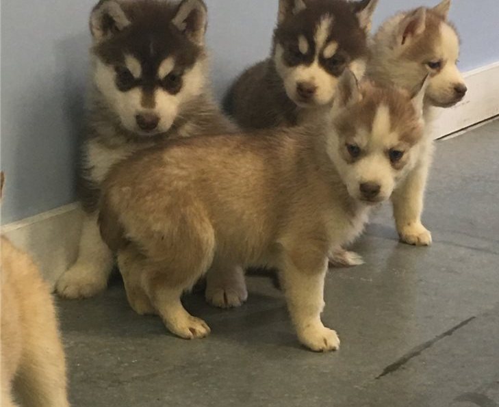 Pedigree Siberian Husky Puppies