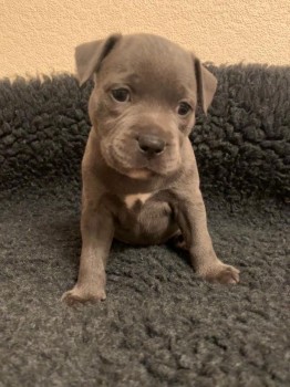 Staffordshire Bull Terrier Puppies