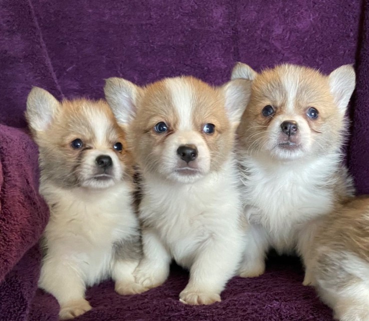 Welsh Pembrokeshire Corgi Pups - Kc Regi