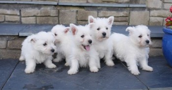 West Highland Terrier Pups Kc Registered