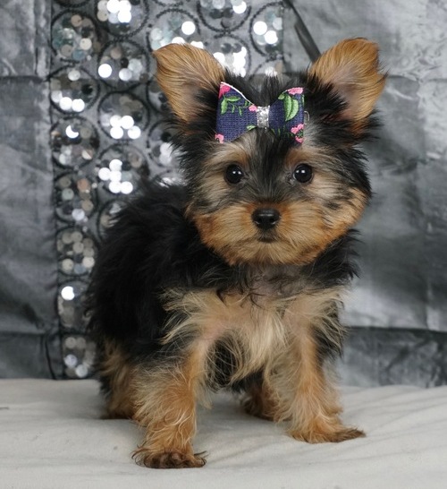 Miniature Yorkshire Terrier Puppies