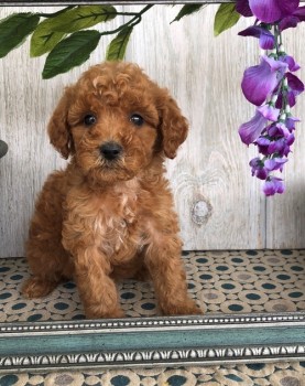 Miniature X Toy Poodle Boy Only Pra Clea