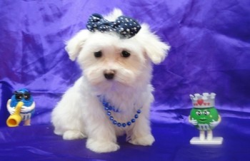 Two Teacup Maltese Puppies Needs a New F