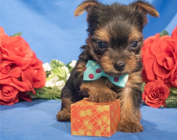  Cute Yorkie puppies 5 Pure Breed 100% P