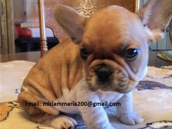 AKC quality French Bulldog Puppy for fre