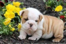 Gorgeous English Bulldog puppies availab