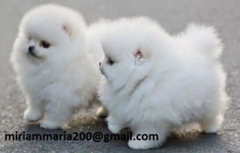 Two Awesome T-Cup Pomeranian Puppies