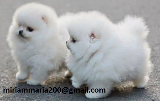 Two Awesome T-Cup Pomeranian Puppies