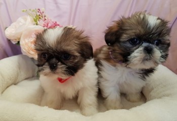 Adorable Male And Female Shih Tzu Puppie