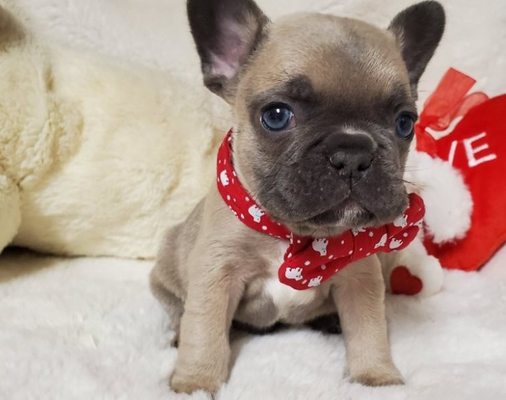 Excellent French Bulldog