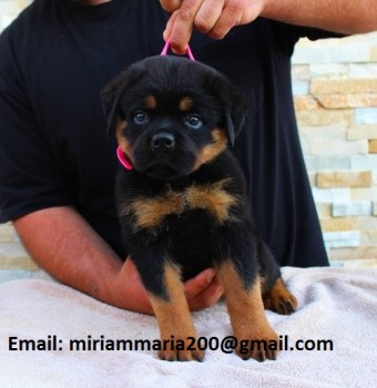 Special little Rottweiler puppies