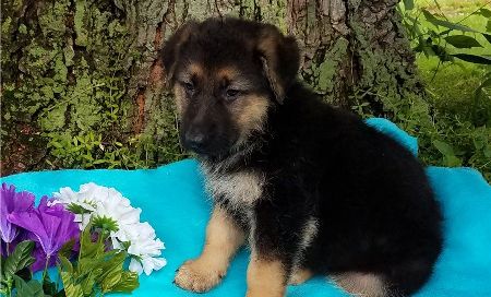 Quality German Shepherd puppies